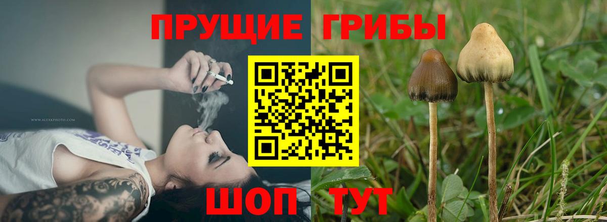 Псилоцибиновые грибы Psilocybe Красноуфимск